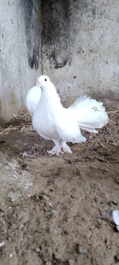 Laka/breeder pair/mukhi/pigeon/Kabooter/king/sherazi/033_7333_0955