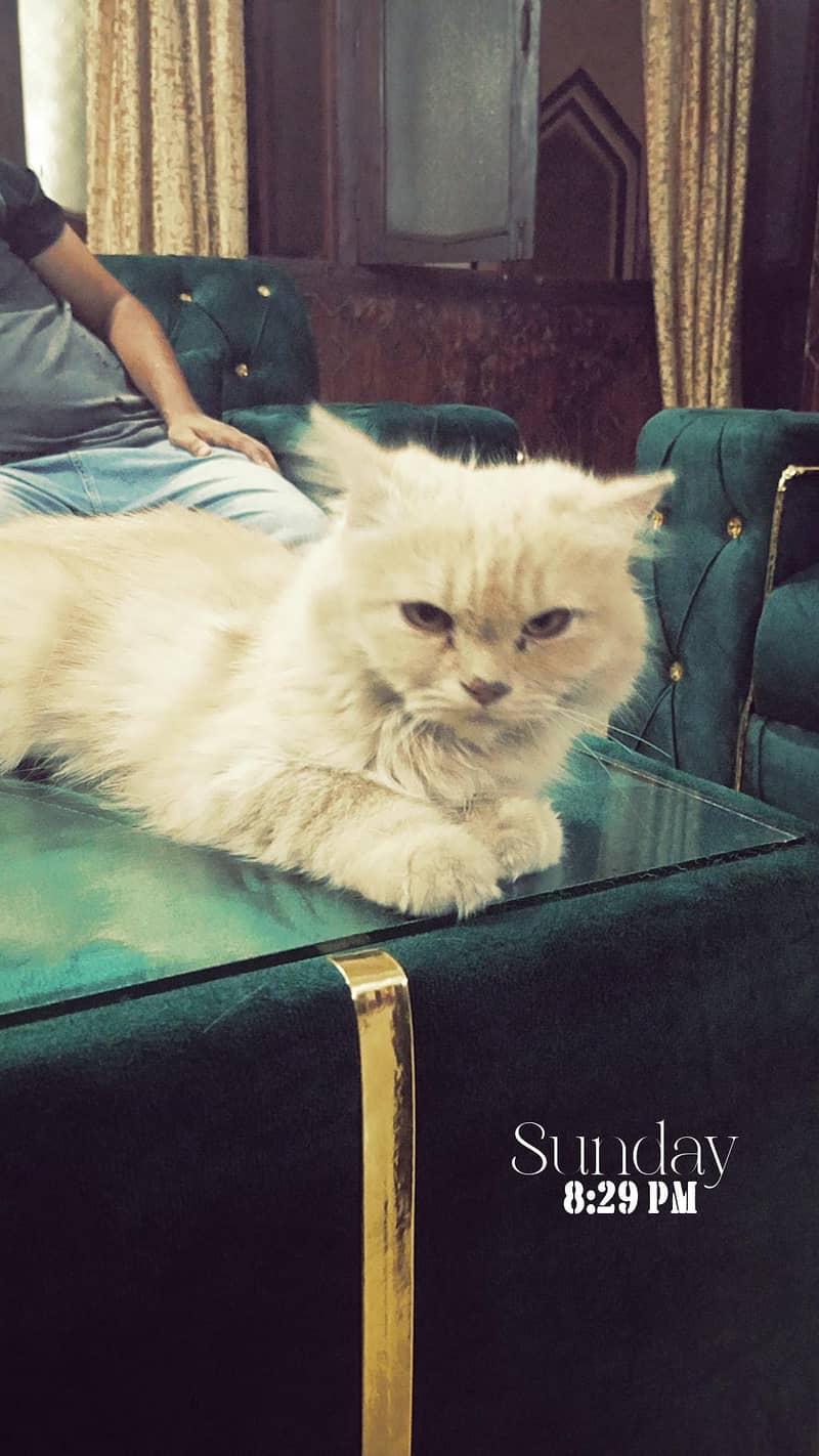 Persian cat 0