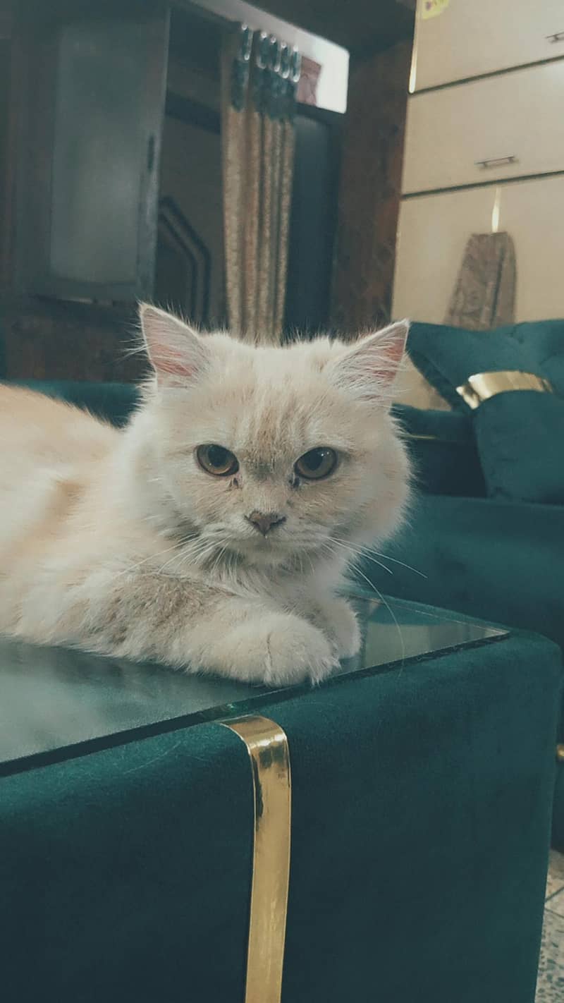 Persian cat 1