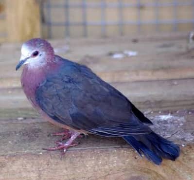 Aplopelia Dove /Doves /Doves For Sale /Fakhta /All kind of Doves