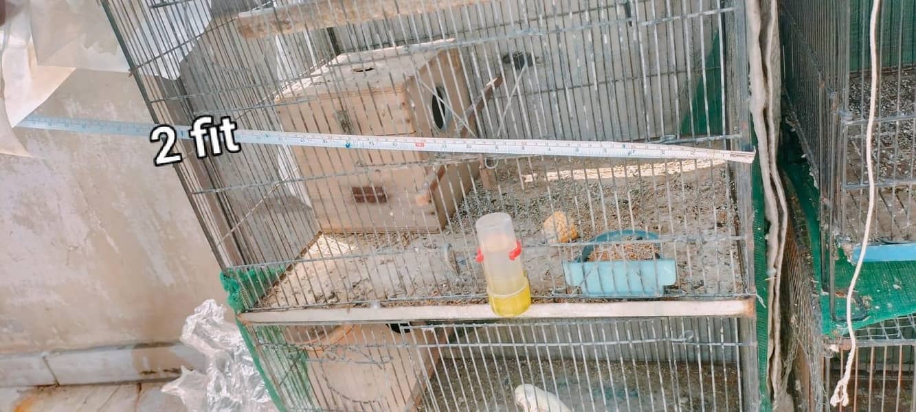 Big Cages 1