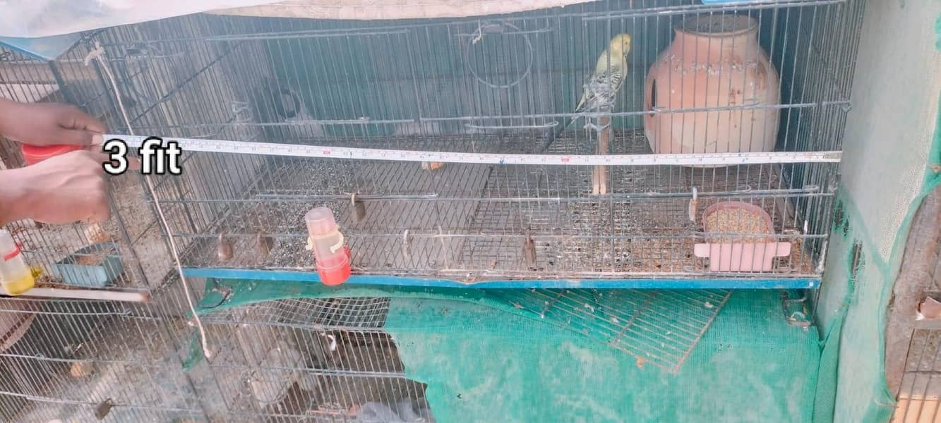 Big Cages 2