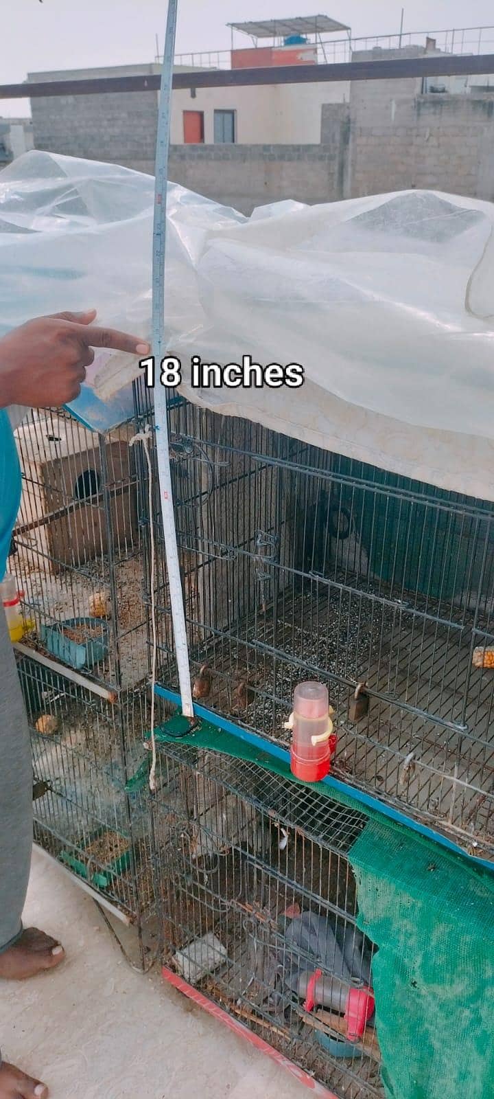Big Cages 3