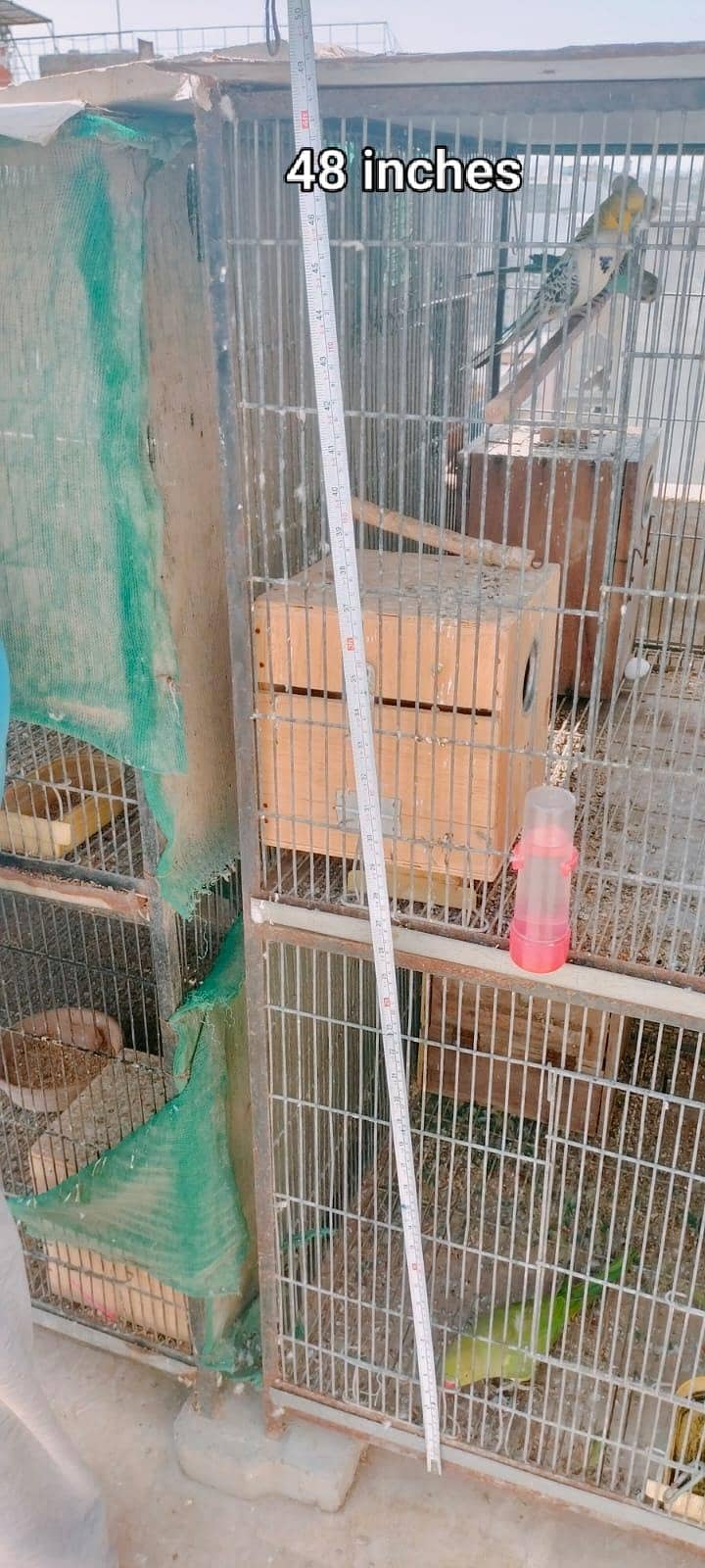 Big Cages 4