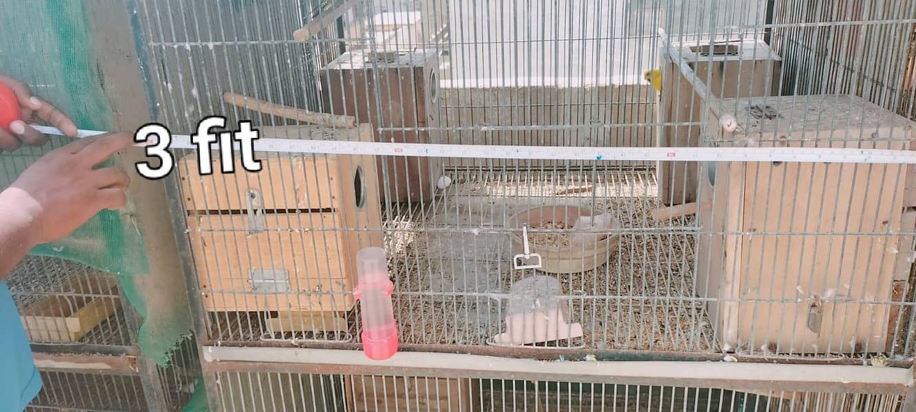 Big Cages 5