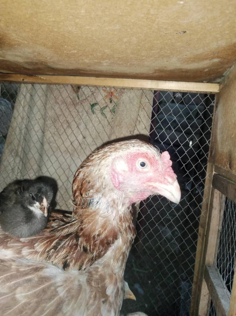 اصیل مرغی برائے فروخت اور ساتھ بچے 1