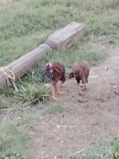 Aseel hens Urgent for sale