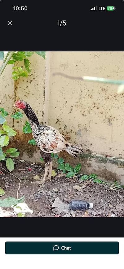Aseel hens Urgent for sale