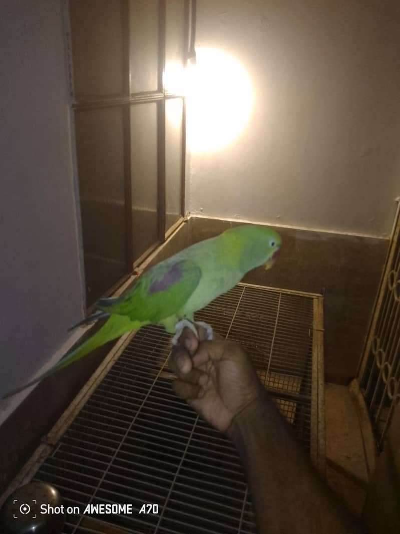 Female tame ha male tame nahi ha 1