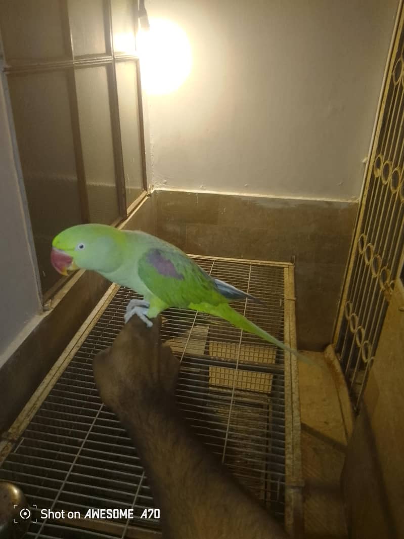 Female tame ha male tame nahi ha 2