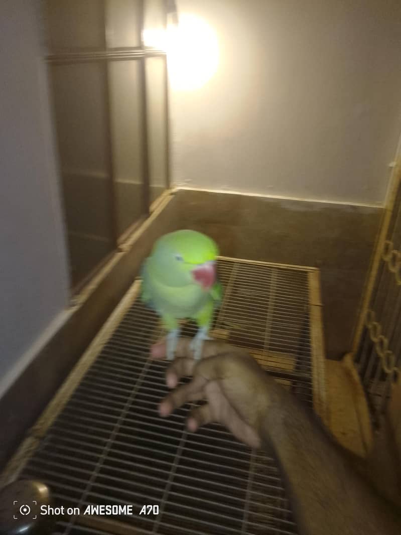 Female tame ha male tame nahi ha 3