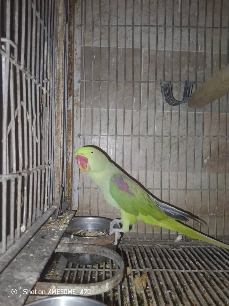 Female tame ha male tame nahi ha 4