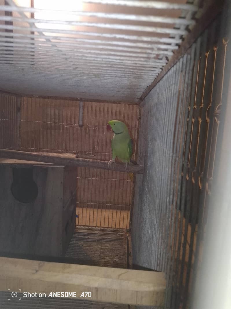 Female tame ha male tame nahi ha 5