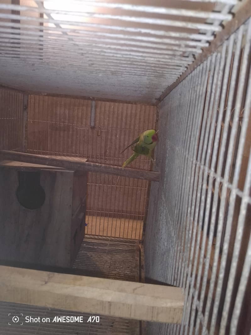 Female tame ha male tame nahi ha 6