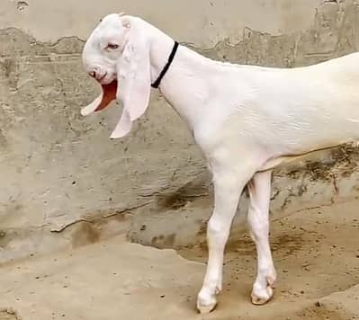 Gulabi Bakra For Sale Urgent - گلابی بکرا