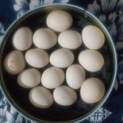 heera asell egg for sale