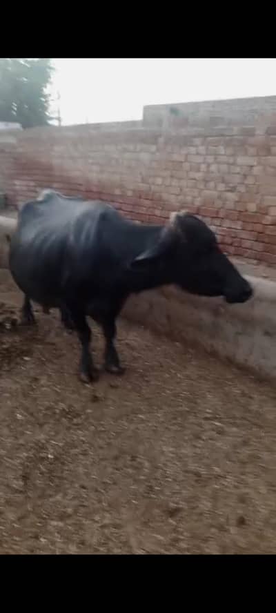 pehlan bhens / bufflo