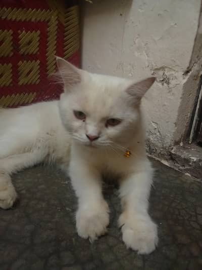 white male Persian cat