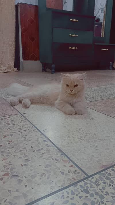 Persian cat