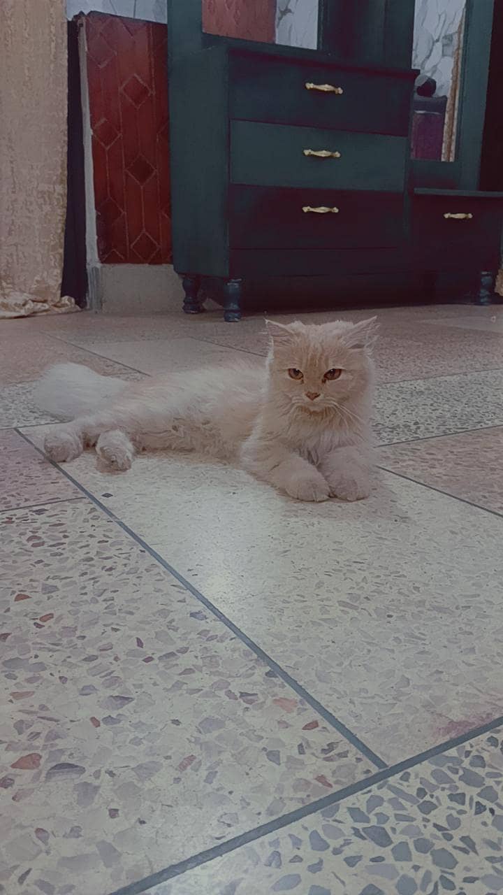 Persian cat 0