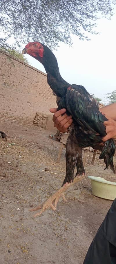 deliver all pakistan exchange with dog . . lasani aseel . . . embroya aseel