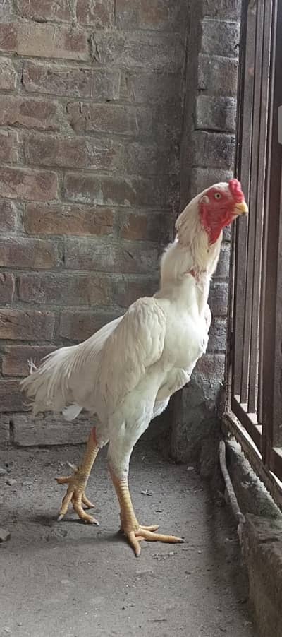 white shamo breader male