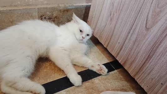 Persian Cat 12000 Urgent Sell 03000342228