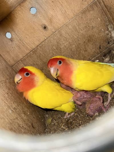 LUTINO BREEDER PAIR