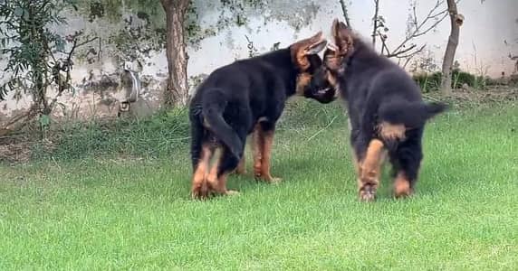 German Shepherd long coat puppies for sale  WhatsApp me 03476326175