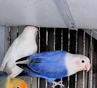 breeder pairs