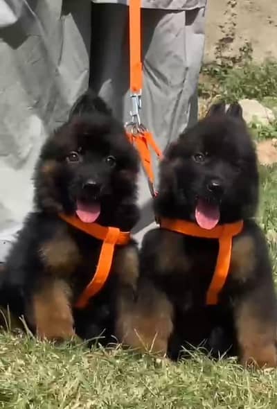 German Shepherd long coat triple coat all Pakistan cargo.