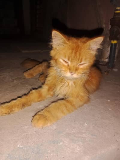 Cats Ghar Ka
