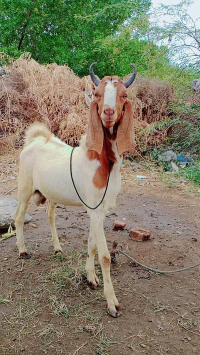 abluck pewar Sindhi bakra bara bakra