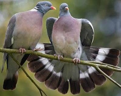 Wood Pigeon /Doves /Doves For Sale /Qumri /Fakhta /All kind of Doves