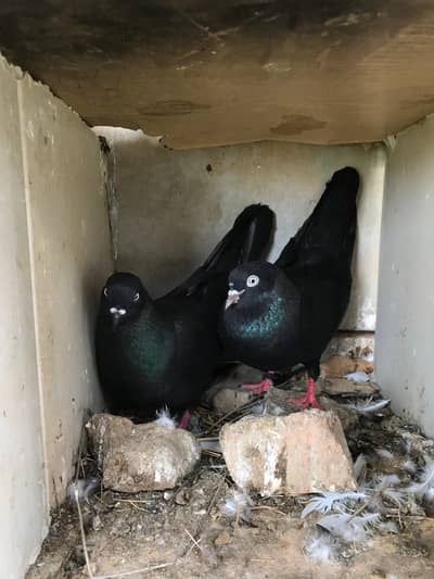 Pure black Zakh pathey for Sale .