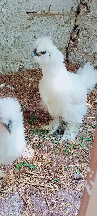 WHITE SILKI