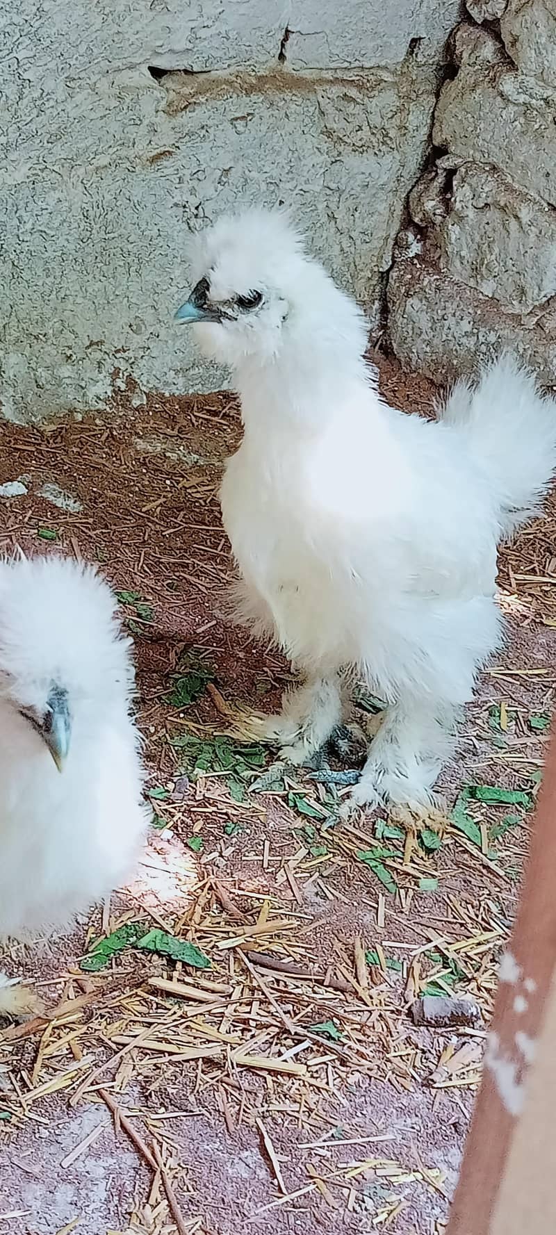 WHITE SILKI 0