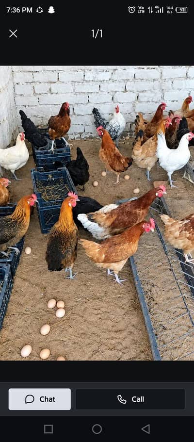 golden misri |desi hens | eggs laying hens | read ad