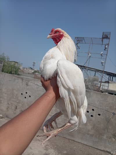Heera aseel (Quality)