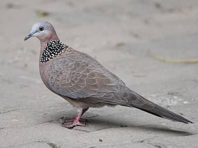 Spotted Dove /Doves /Doves For Sale /Qumri /Fakhta /All kind of Doves