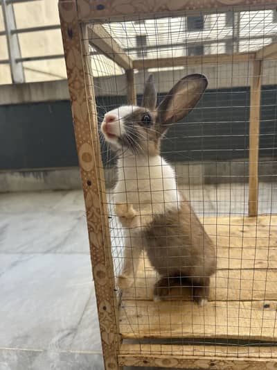 Female bunny