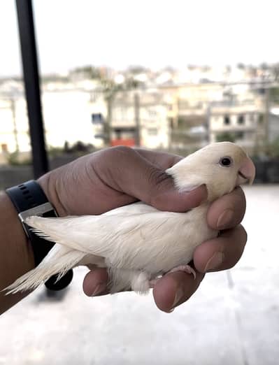 Albino Rosicolli Long Feathe