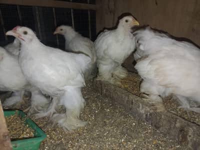 white heavy Cochin