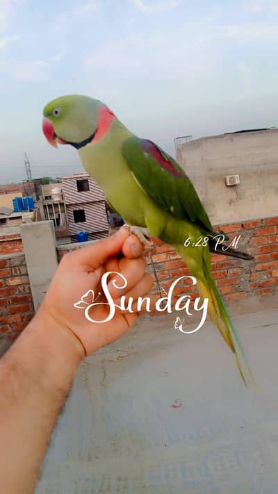 Raw Green Parrot For Sale