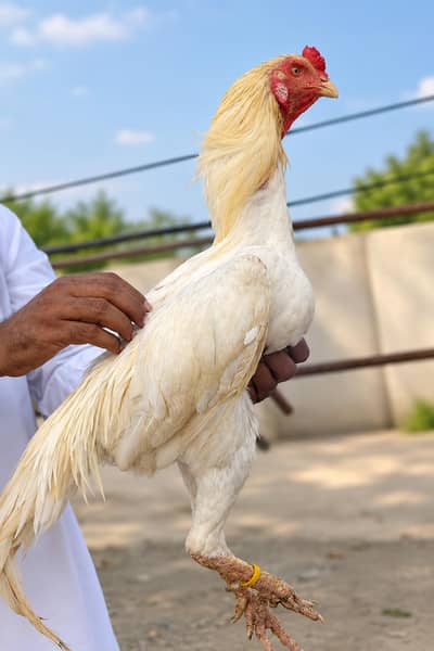 Top Quality shamo breeder pair available for sale