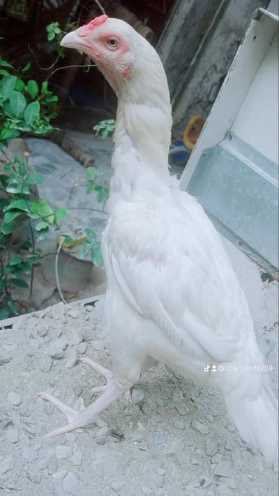 full Paperwhite aseel hera hen