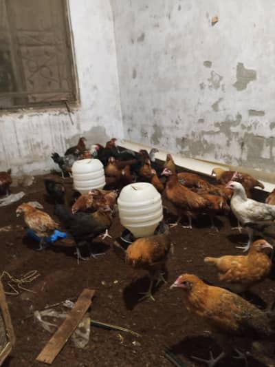 Haven silver chicks
