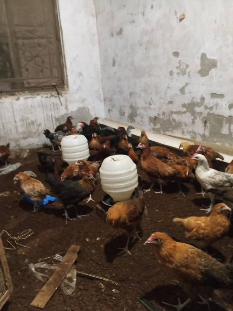 Haven silver chicks 0
