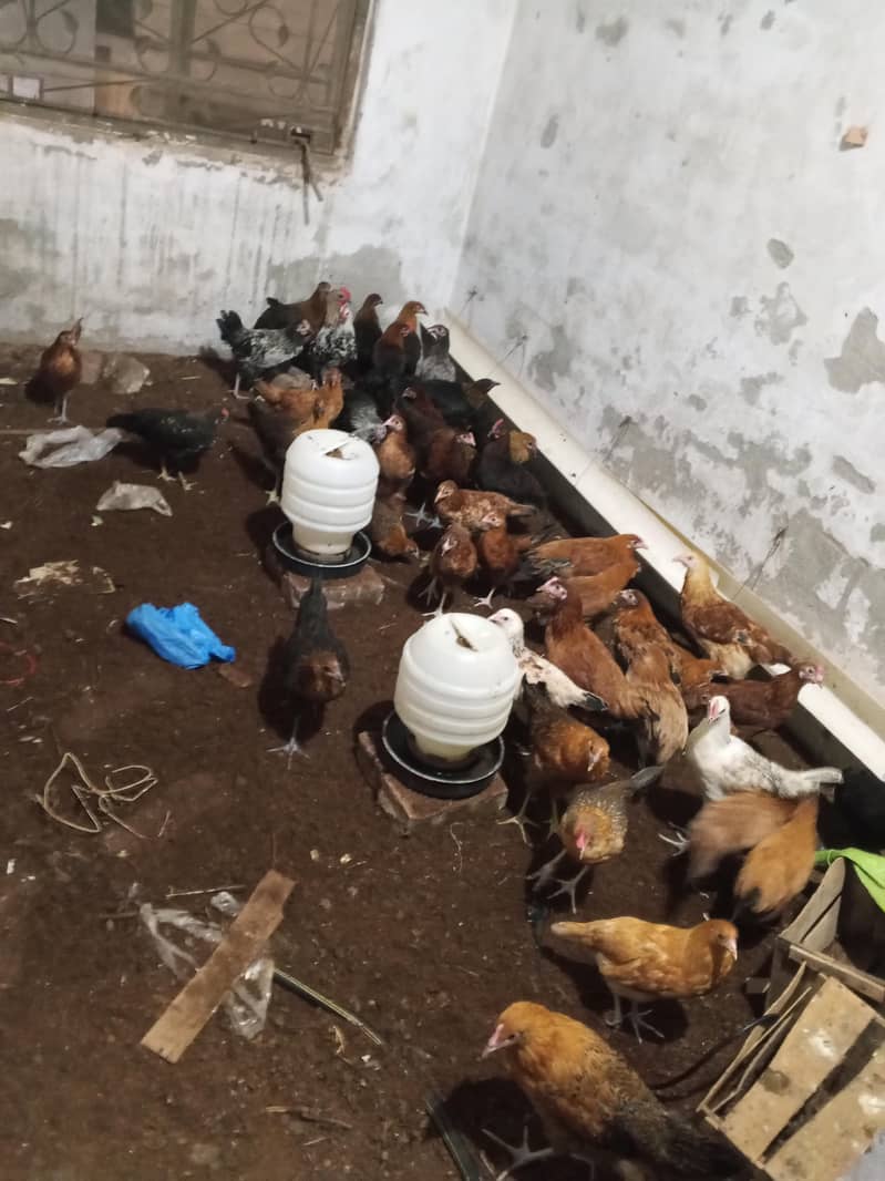 Haven silver chicks 1