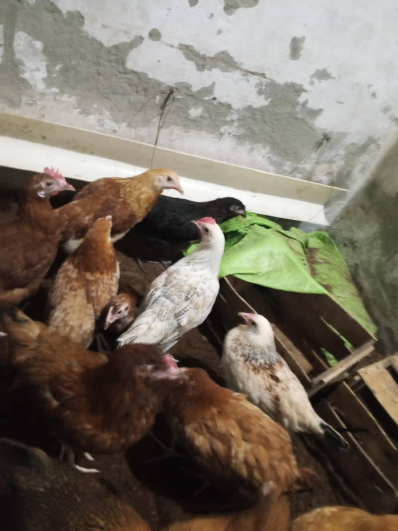 Haven silver chicks 3